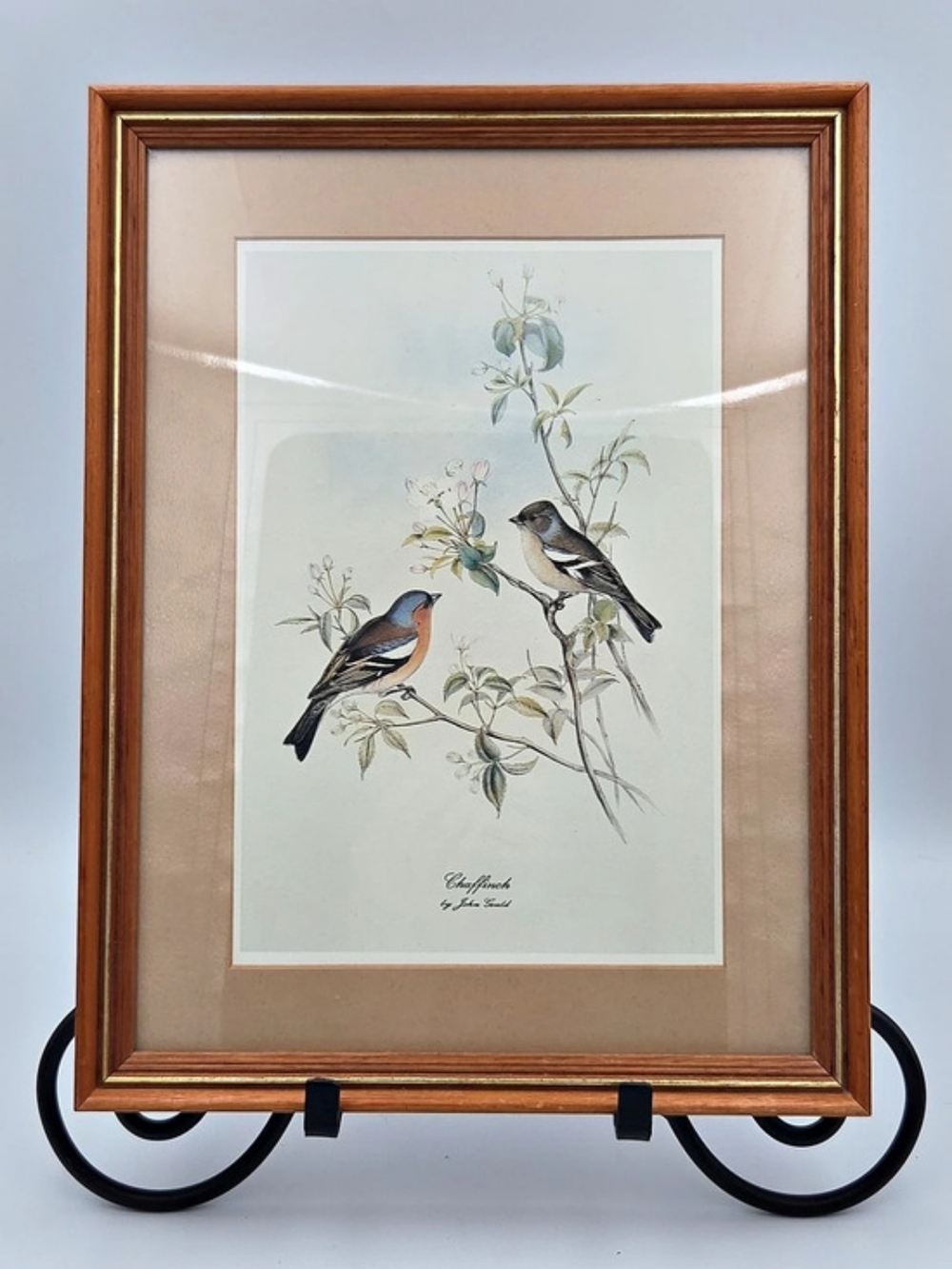 Vintage John Gould Chaffinch by John Gould Framed Bird Print Cottagecore 10x13